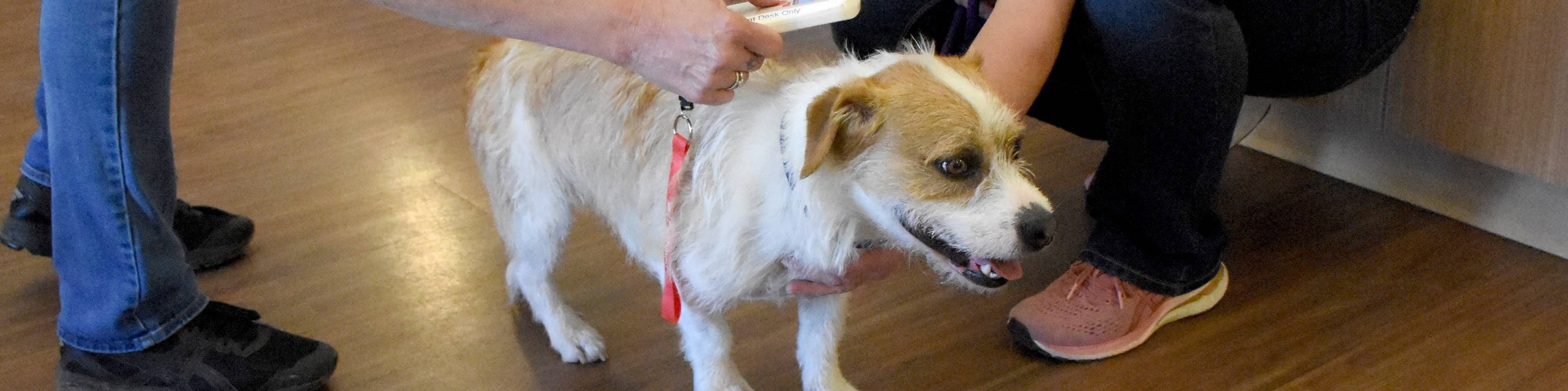 Dog being scanned for microchip
